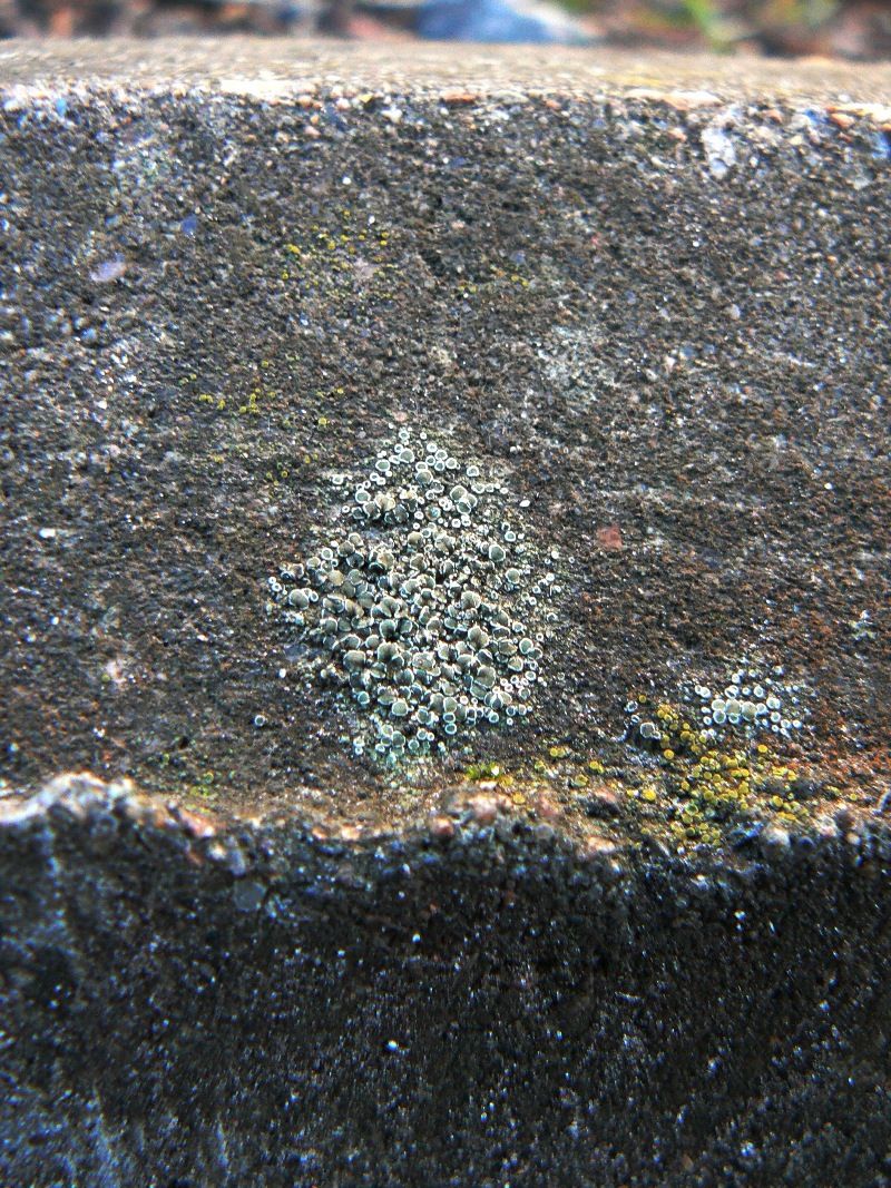 Изображение особи Lecanora dispersa.