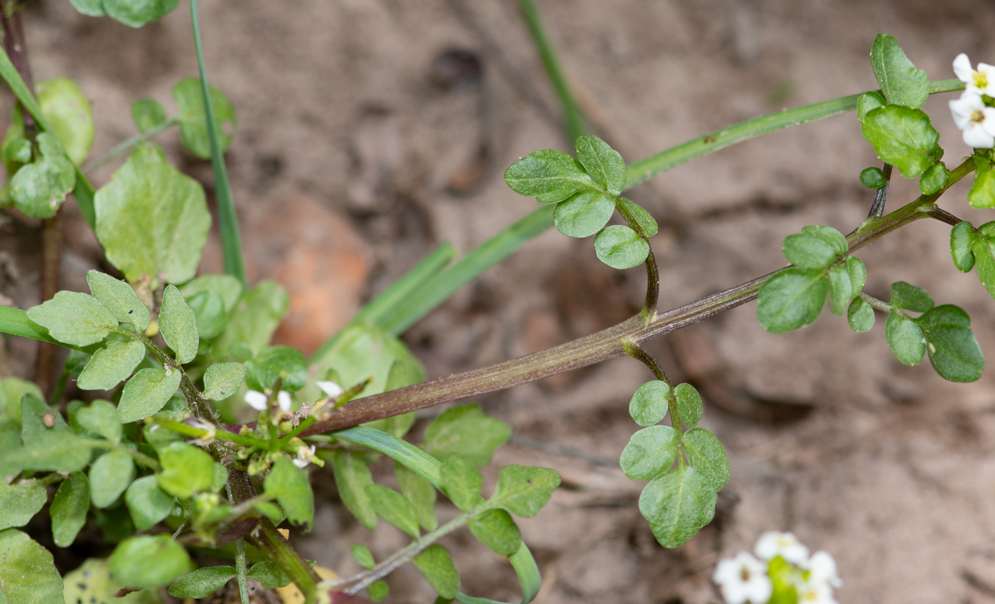 Изображение особи Nasturtium officinale.