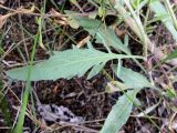 Centaurea borysthenica