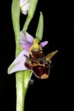 Ophrys oestrifera. Часть соцветия. Краснодарский край, г/о Новороссийск, щель Рарагащева С оз. Сукко (Кипарисовое озеро), пойменный лес. 14 мая 2019 г.