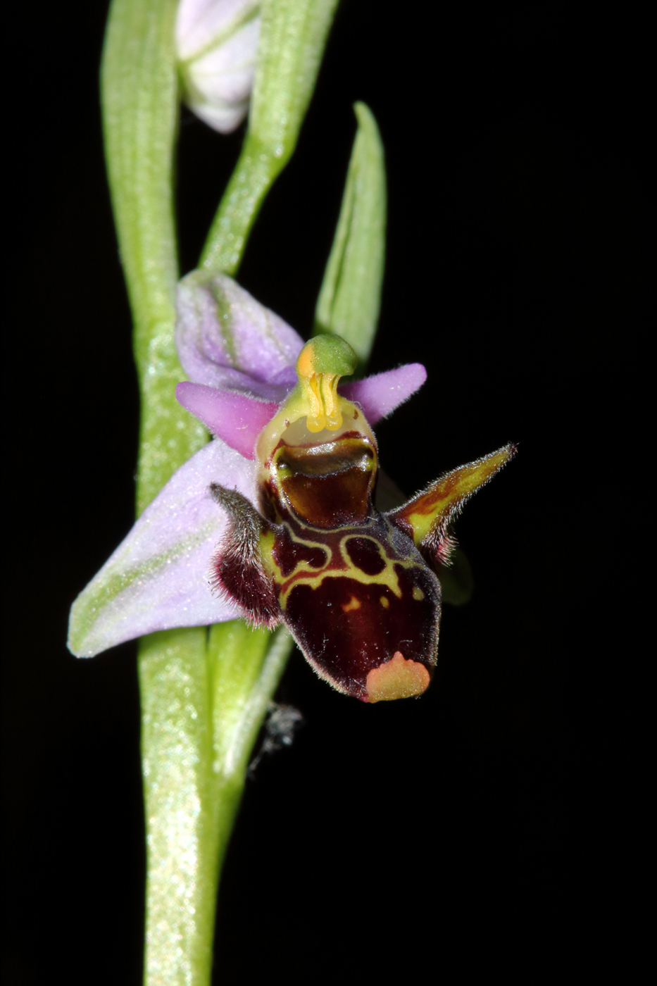 Изображение особи Ophrys oestrifera.