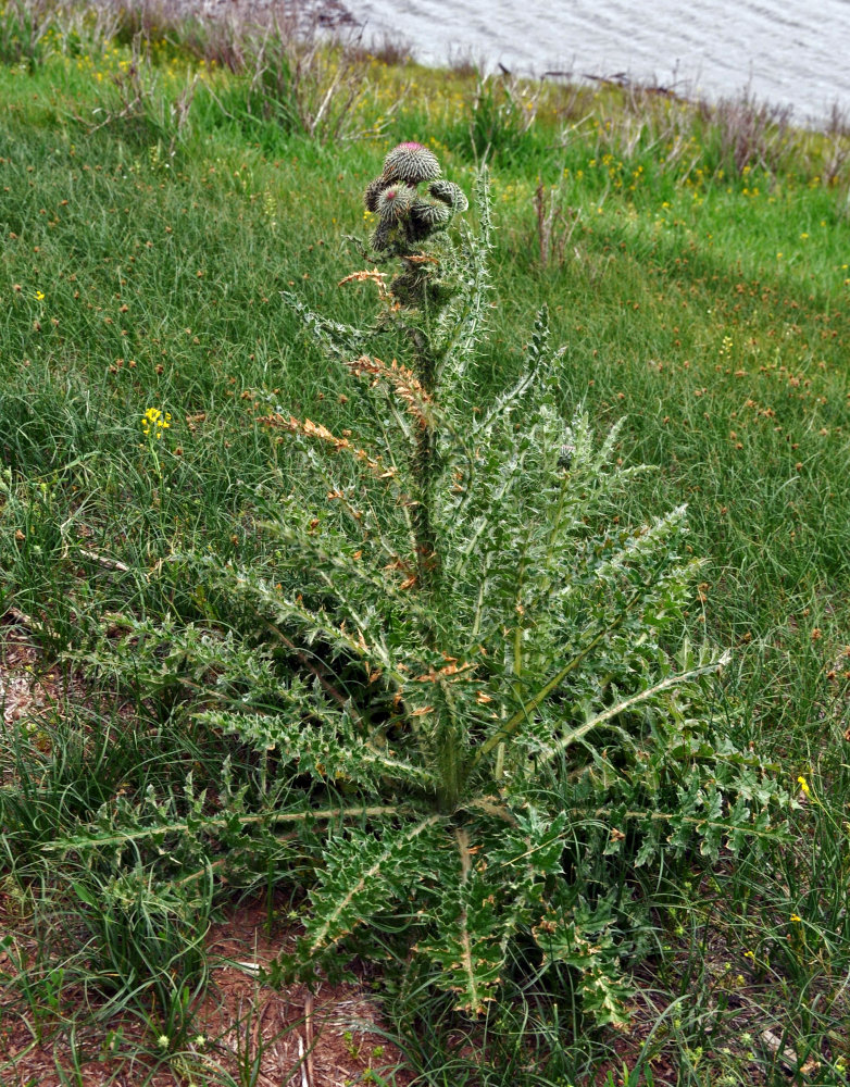 Изображение особи Carduus uncinatus.