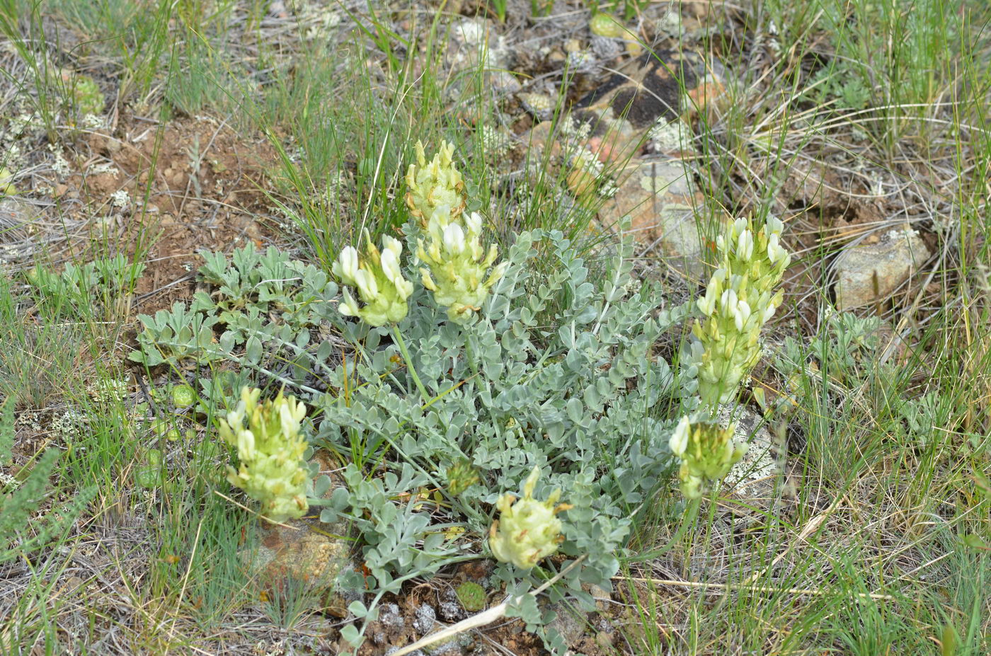 Изображение особи Astragalus ellipsoideus.