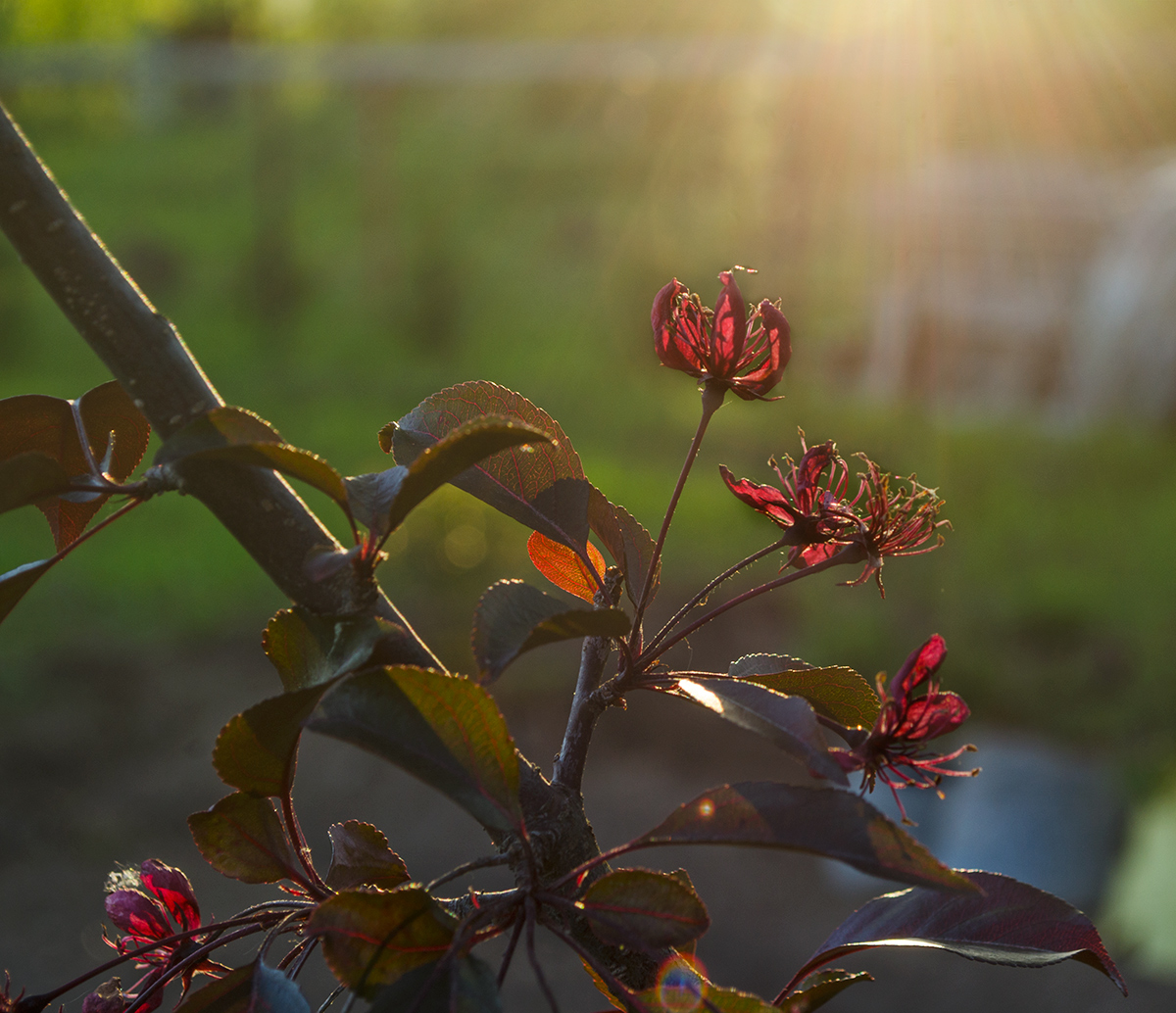 Изображение особи Malus &times; purpurea.