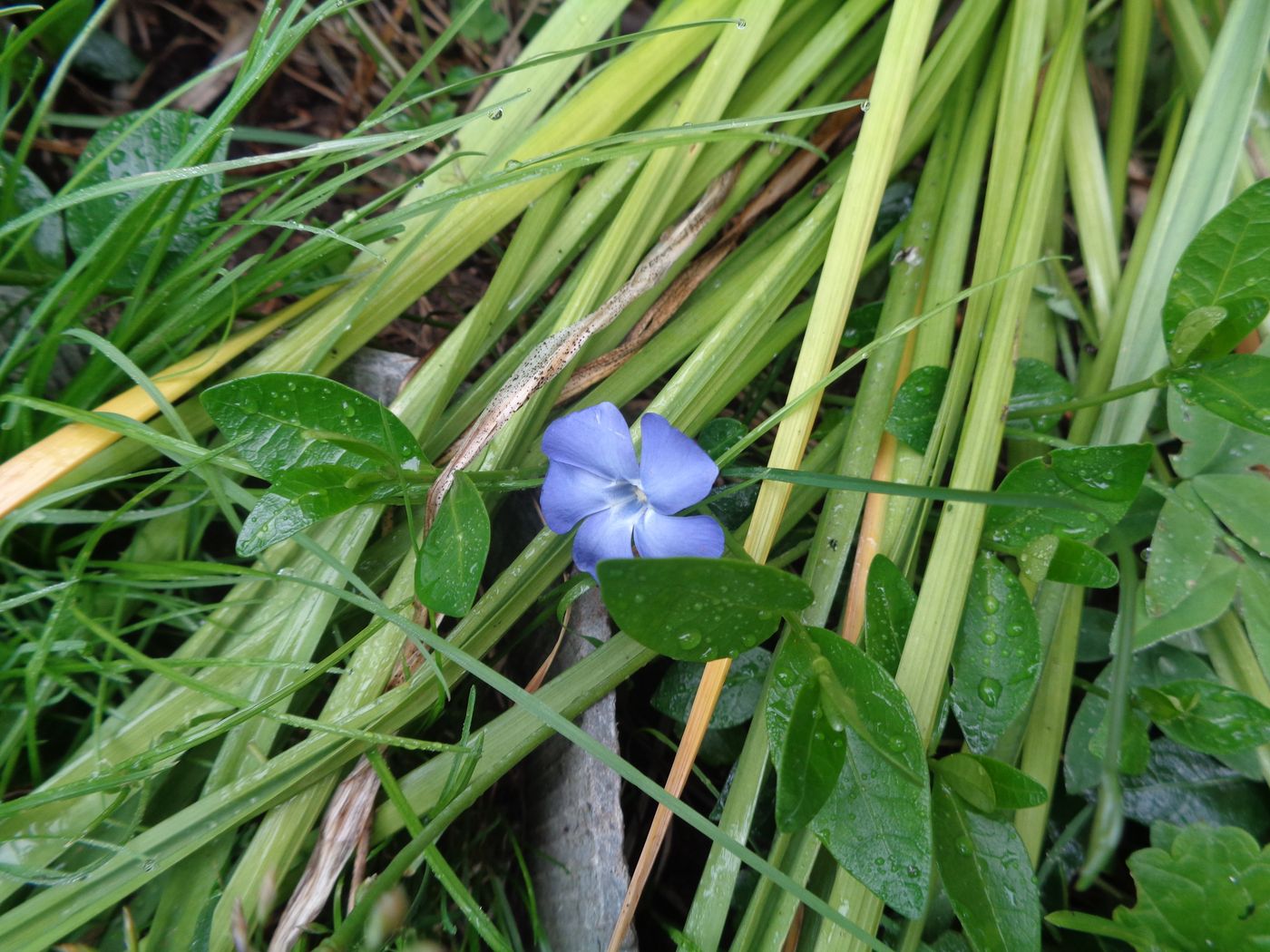 Image of Vinca minor specimen.