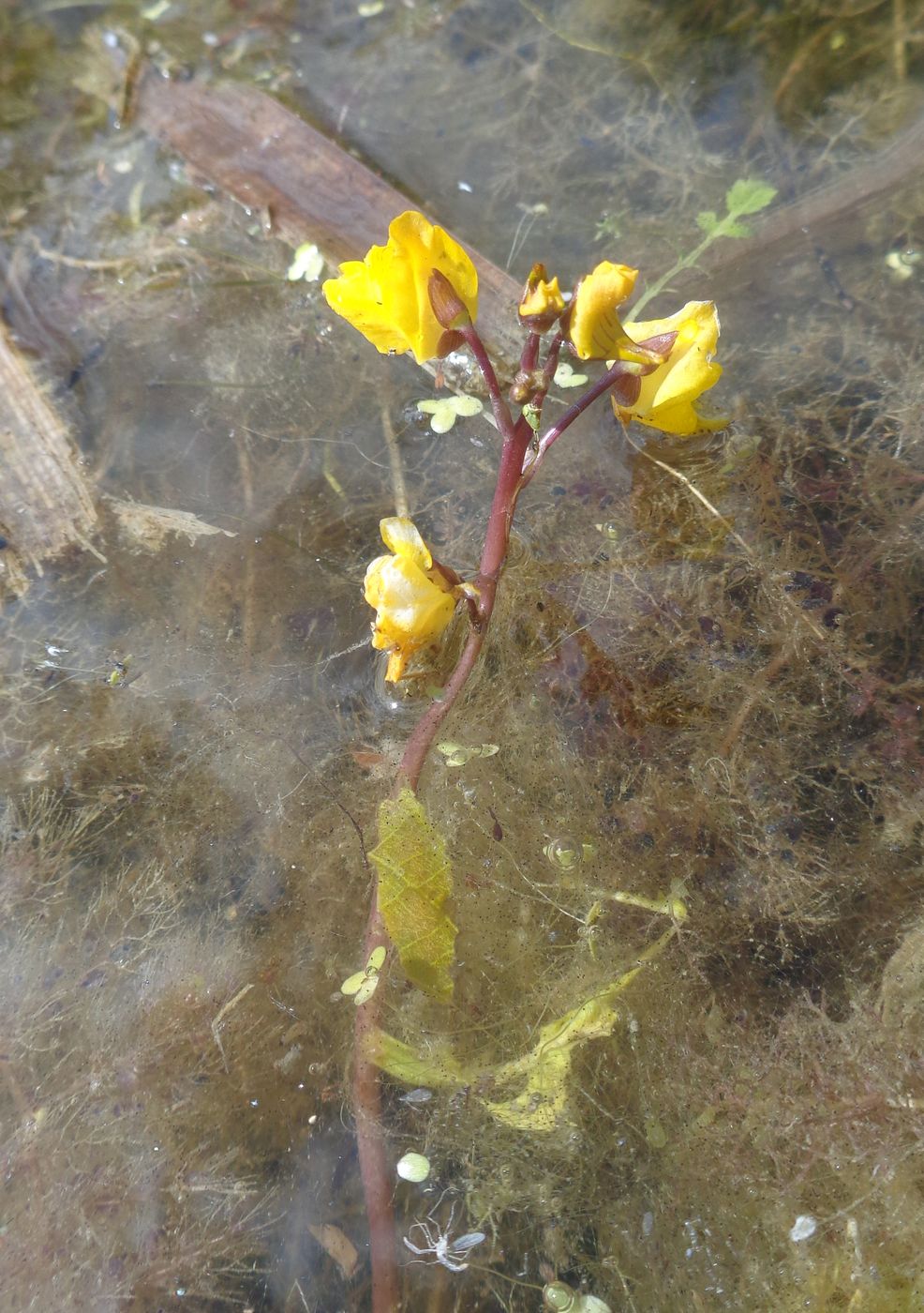 Изображение особи Utricularia vulgaris.