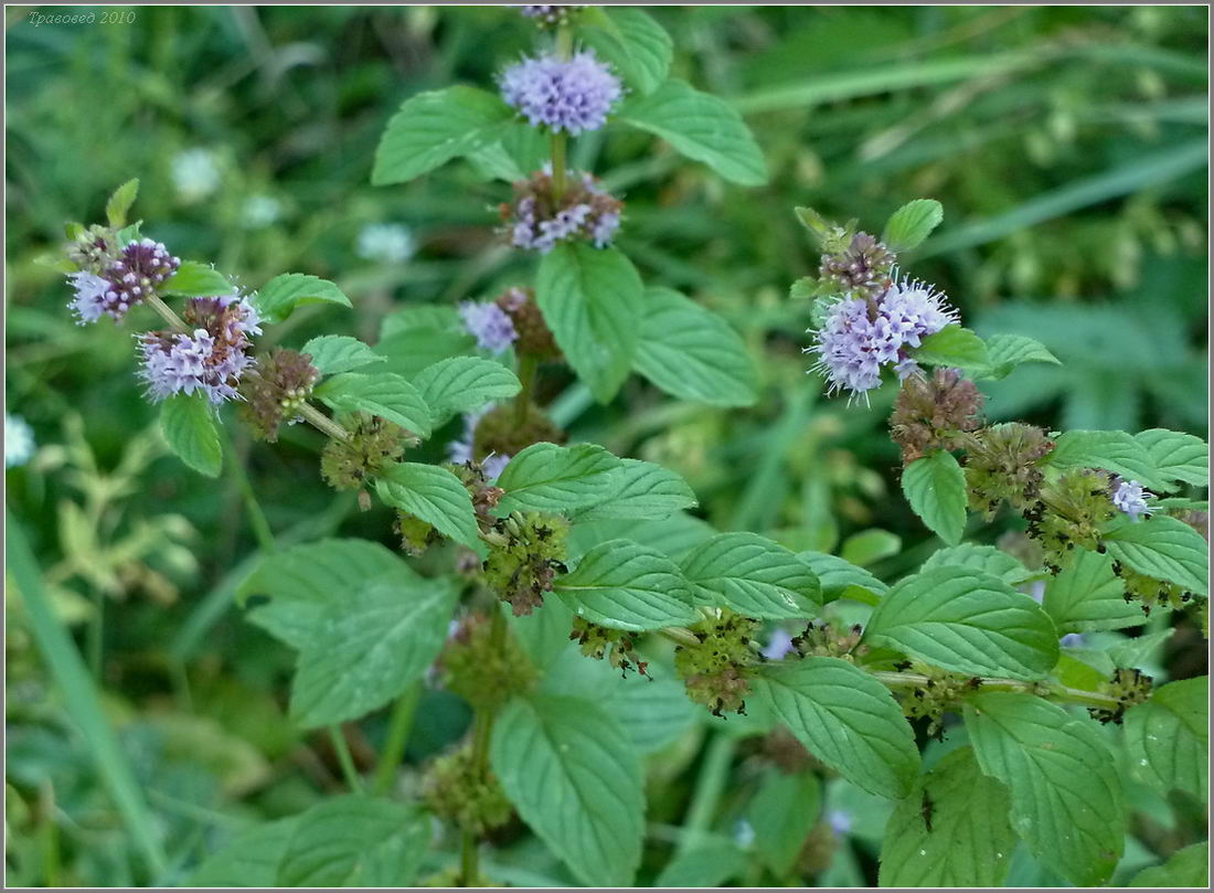 Изображение особи Mentha arvensis.