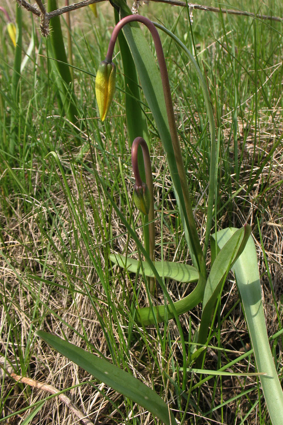 Изображение особи Tulipa biebersteiniana.