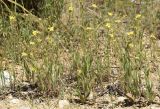 Tuberaria guttata