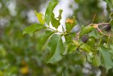 Combretum apiculatum