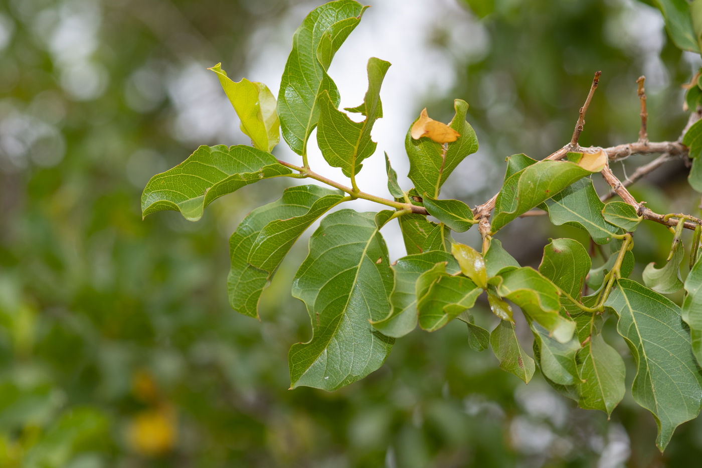 Изображение особи Combretum apiculatum.