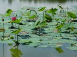 Nelumbo komarovii