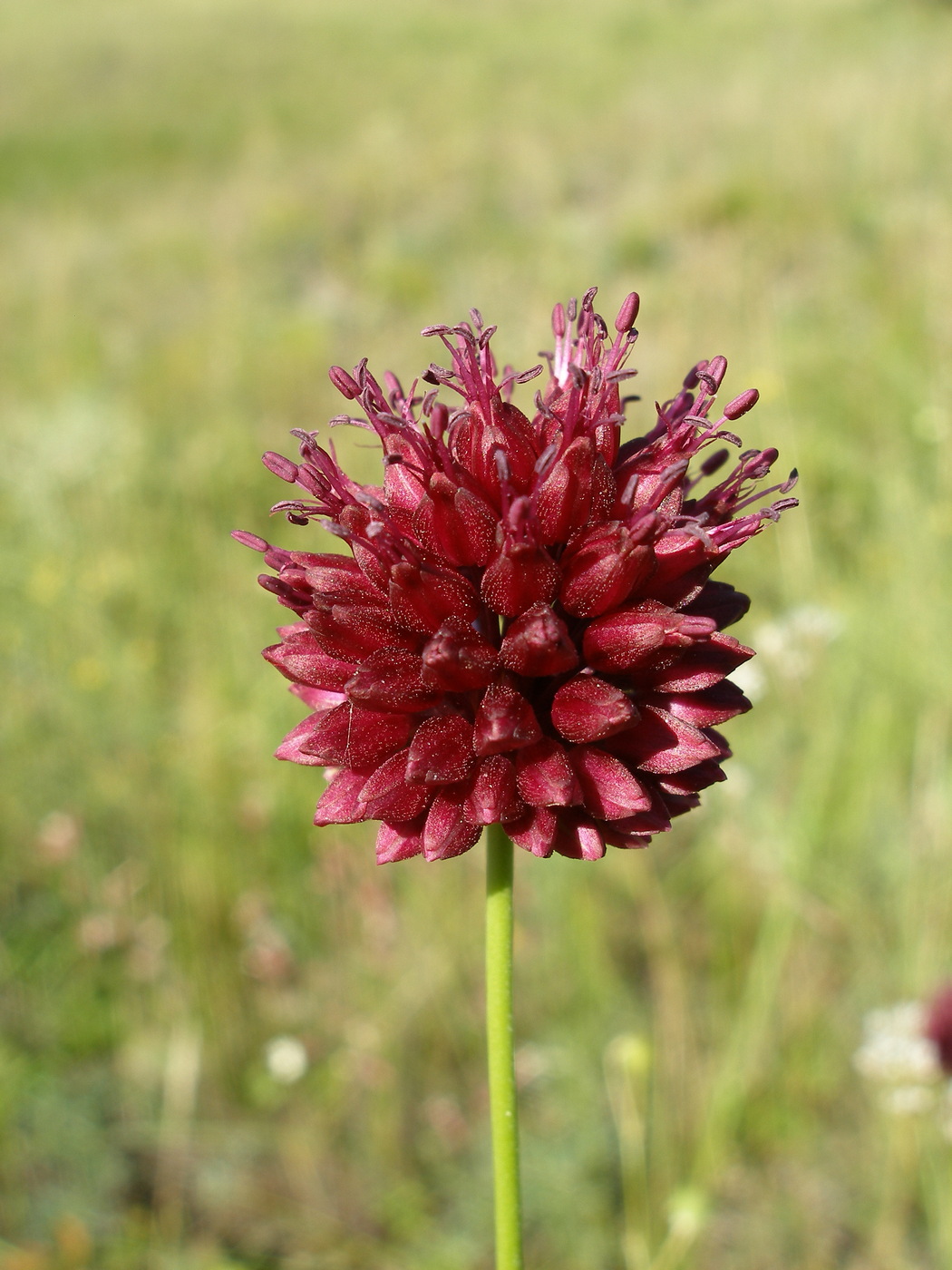 Image of Allium sphaerocephalon specimen.