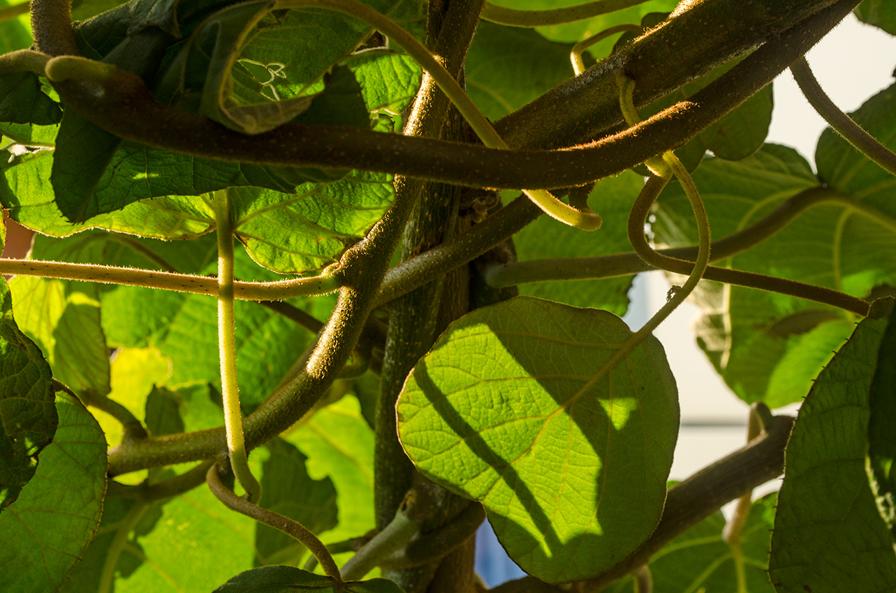 Изображение особи Actinidia chinensis var. deliciosa.