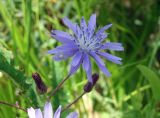 Lactuca sibirica. Соцветие с охотящимся цветочным пауком. Хабаровский край, окр. с. Галкино, берег озера. 22.07.2019.