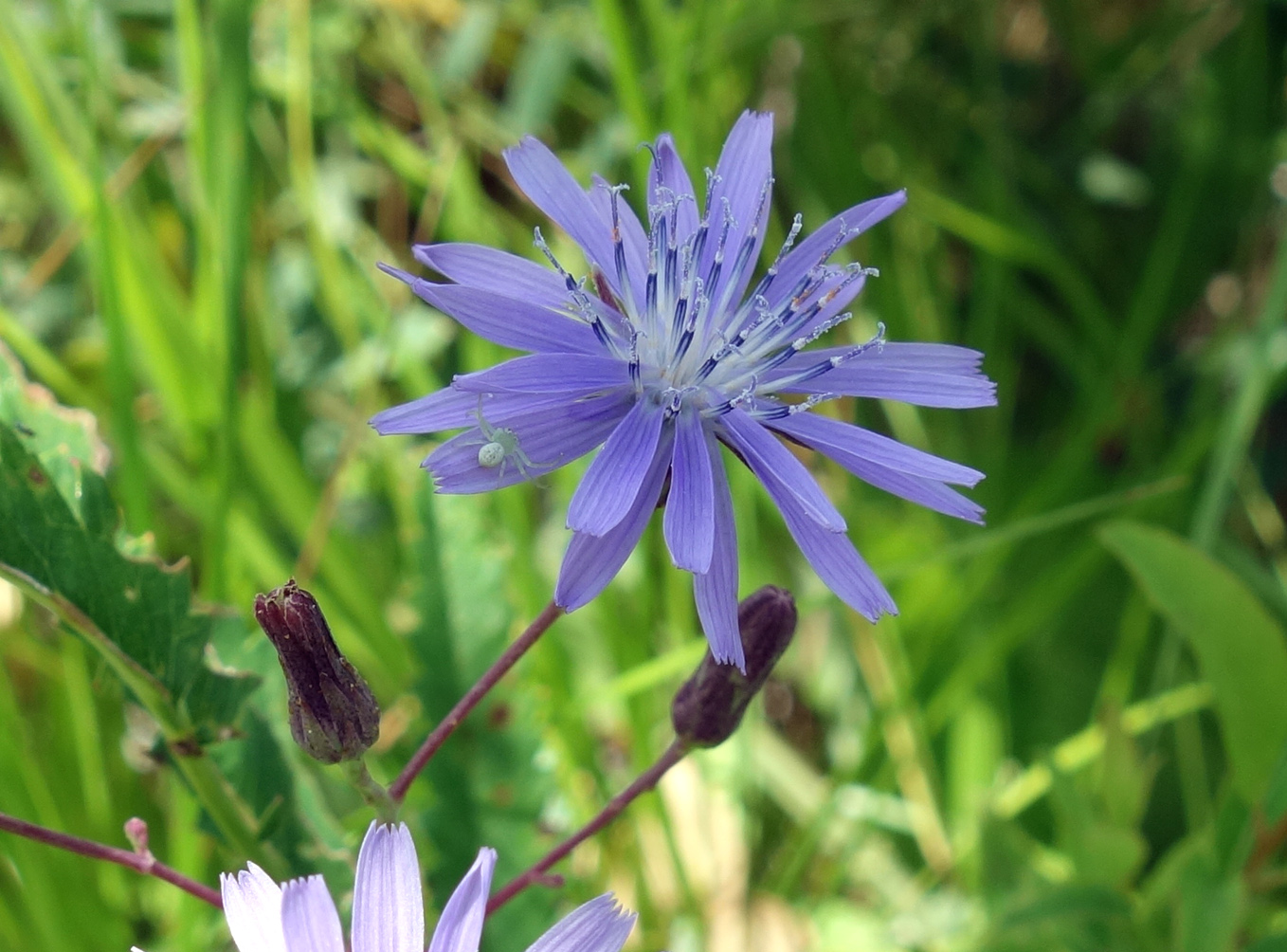 Image of Lactuca sibirica specimen.