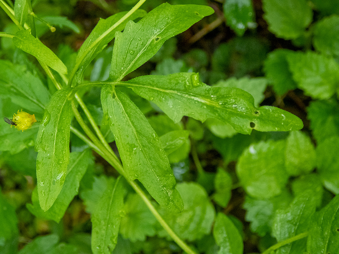 Изображение особи Cardamine amara.