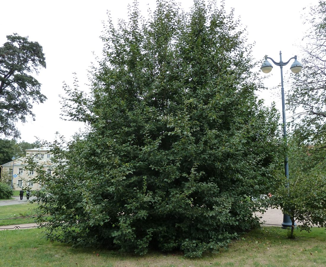 Image of Pyrus pyraster specimen.