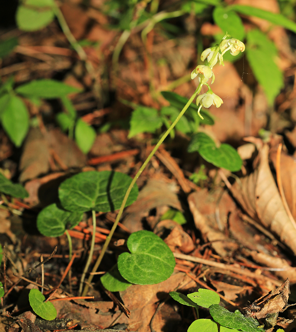 Image of Pyrola renifolia specimen.