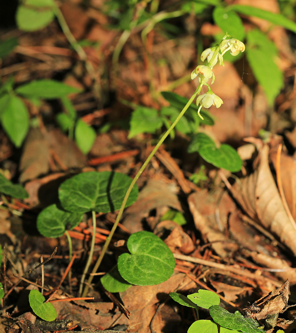 Изображение особи Pyrola renifolia.