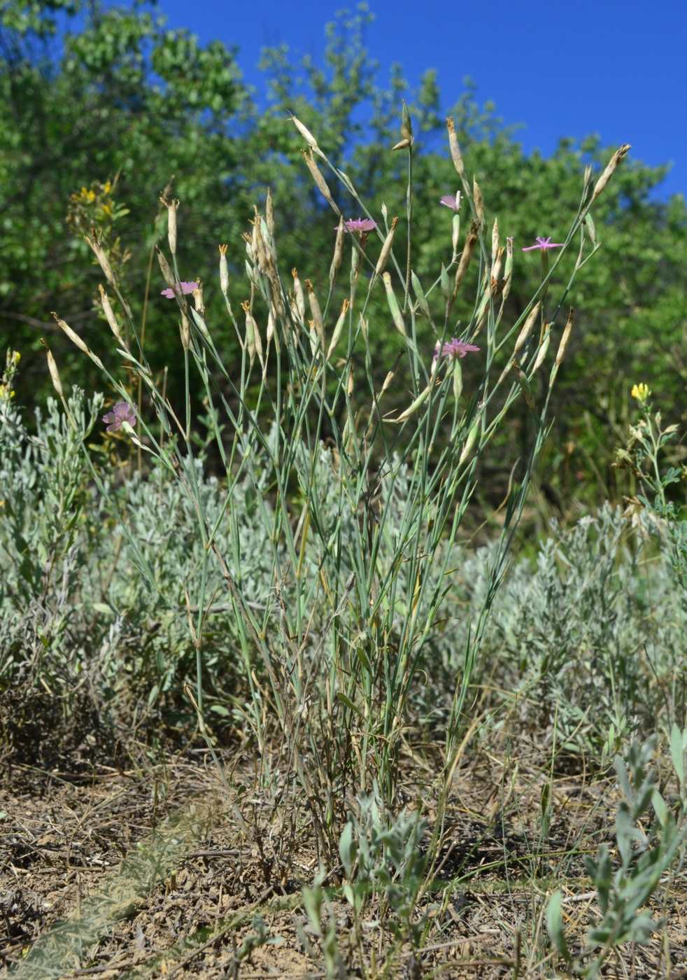 Изображение особи Dianthus carbonatus.