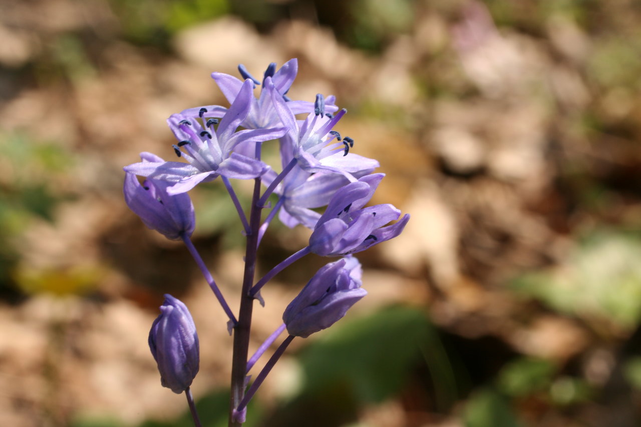 Изображение особи Scilla bithynica.