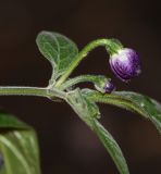 Capsicum pubescens