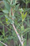 Otoptera burchellii