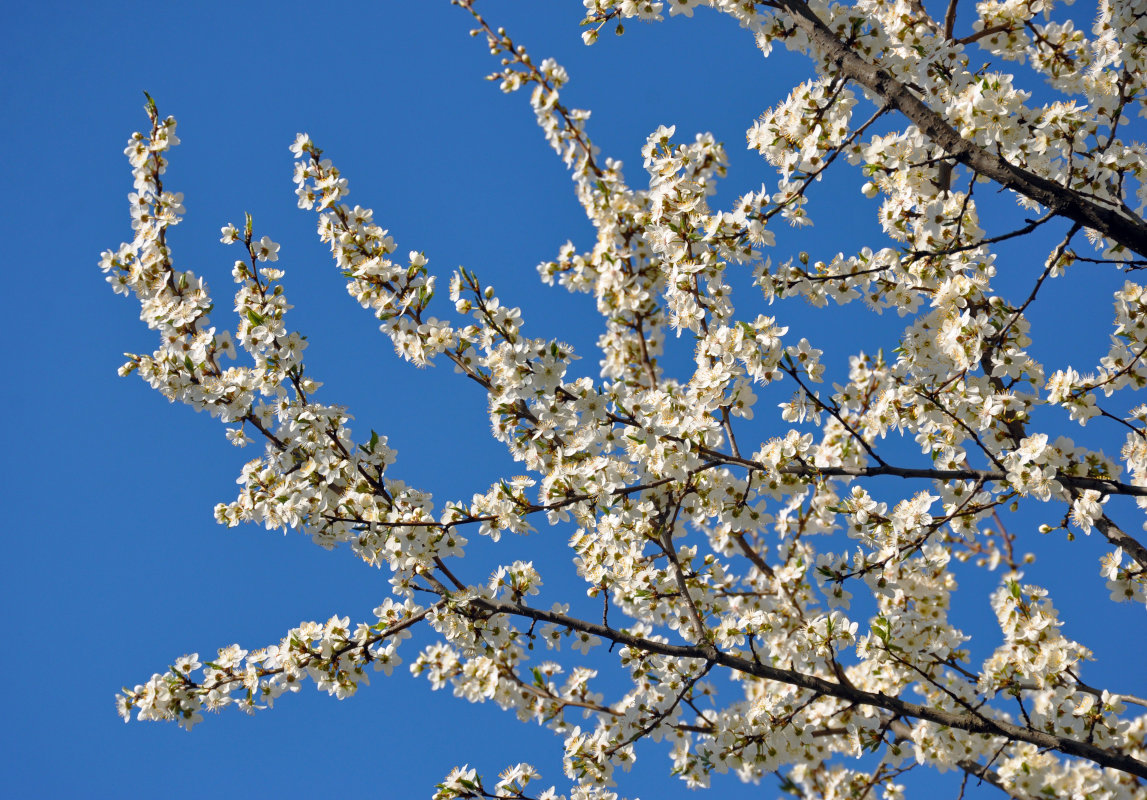 Image of Prunus domestica specimen.