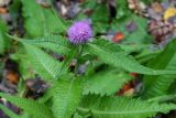 Cirsium helenioides
