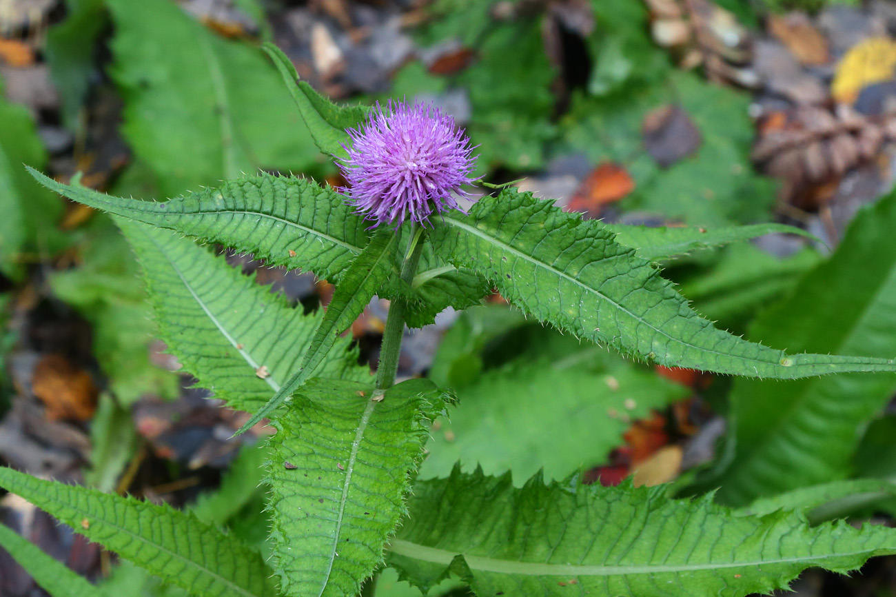 Image of Cirsium helenioides specimen.