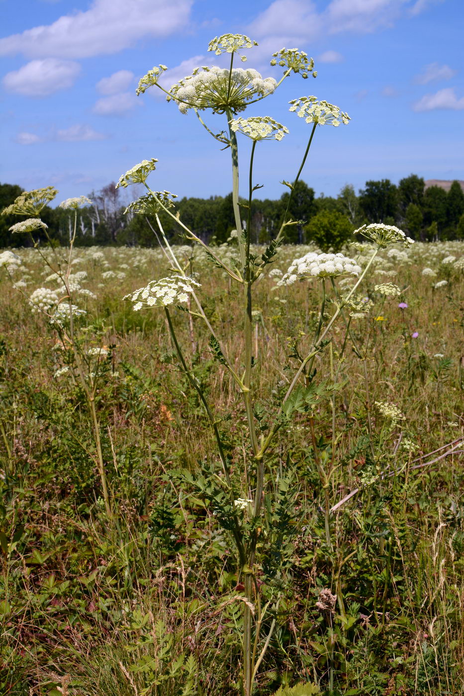 Image of Seseli libanotis specimen.