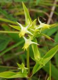 Halenia corniculata. Верхушка цветущего растения. Приморский край, Ольгинский р-н, 6 км Ю-В с. Милоградово, бух. Красная Скала. 12.08.2009.