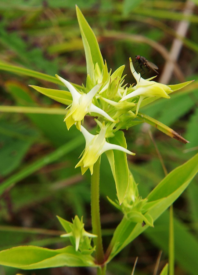 Изображение особи Halenia corniculata.