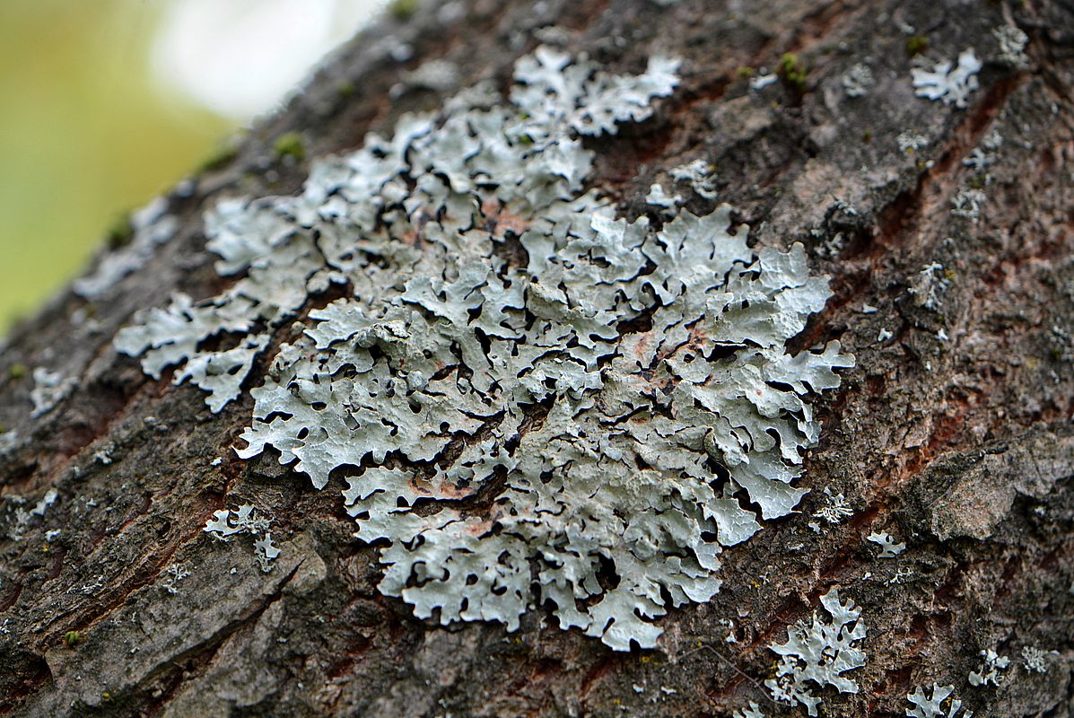 Image of Parmelia sulcata specimen.