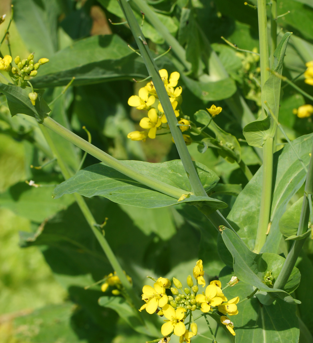 Image of Brassica rapa ssp. pekinensis specimen.