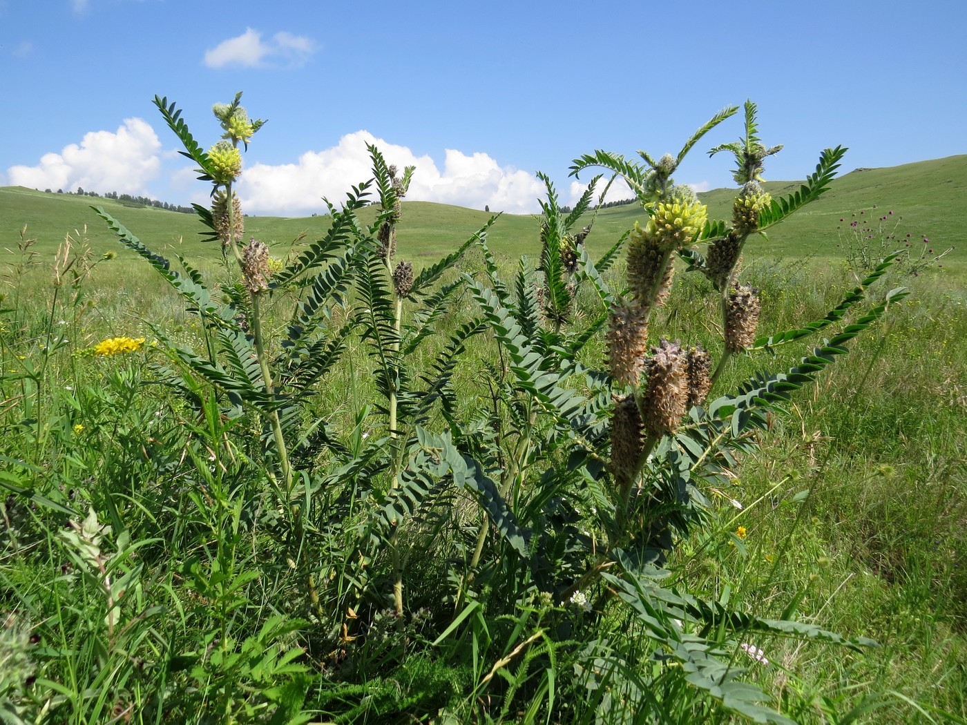 Изображение особи Astragalus alopecurus.