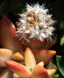 Sedum adolphi