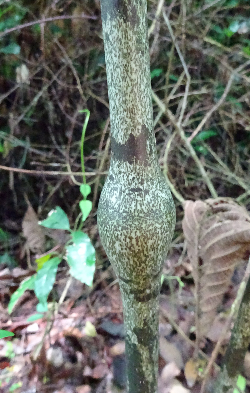 Изображение особи Gonatopus boivinii.