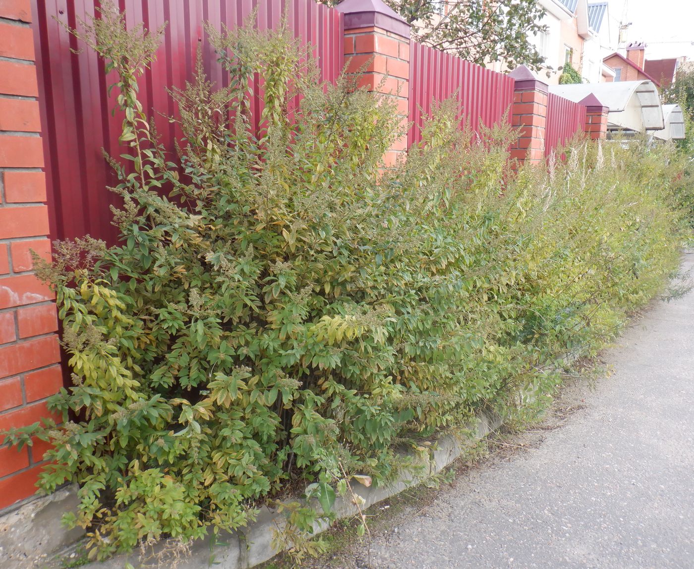 Image of Spiraea alba specimen.
