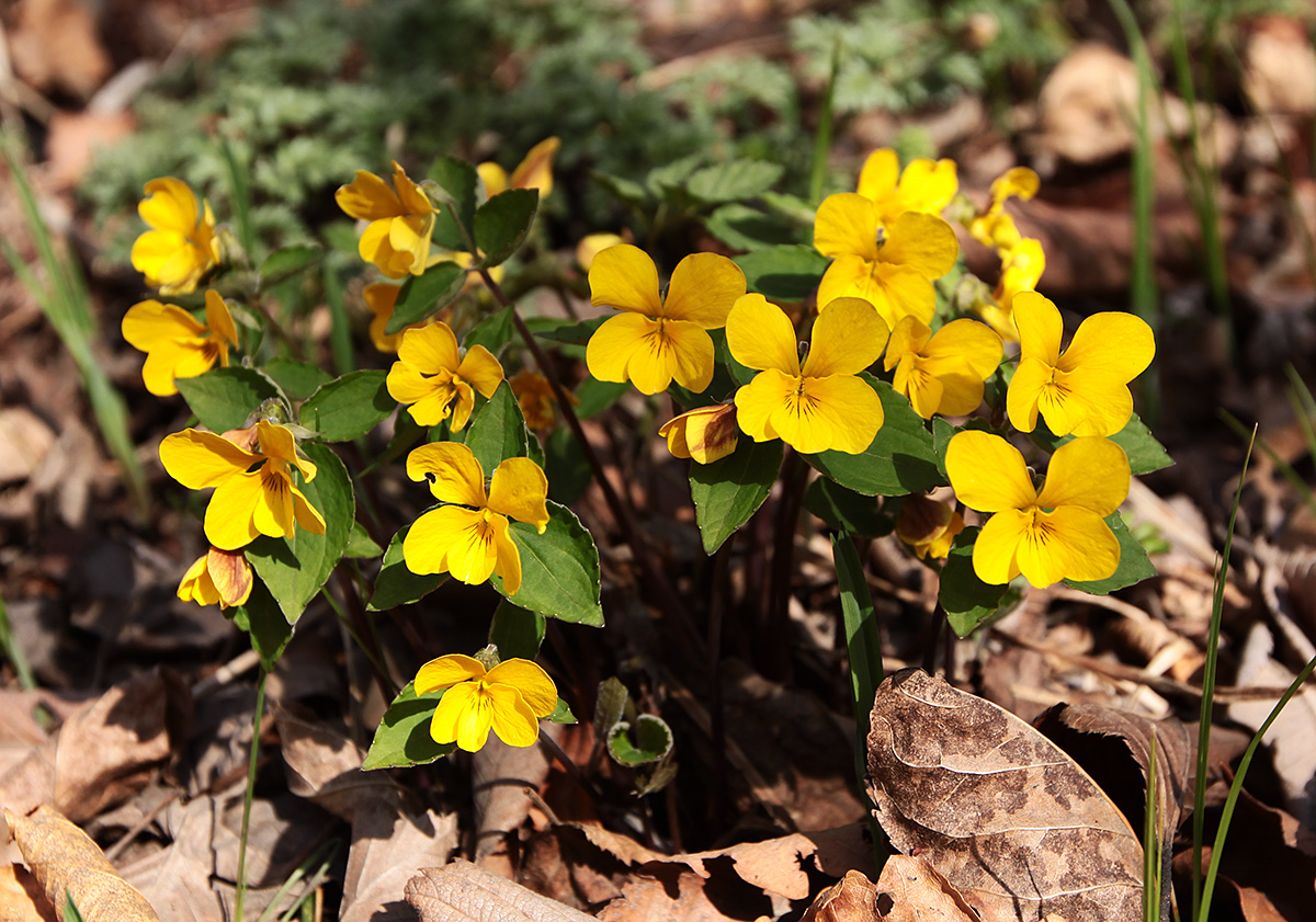 Изображение особи Viola xanthopetala.