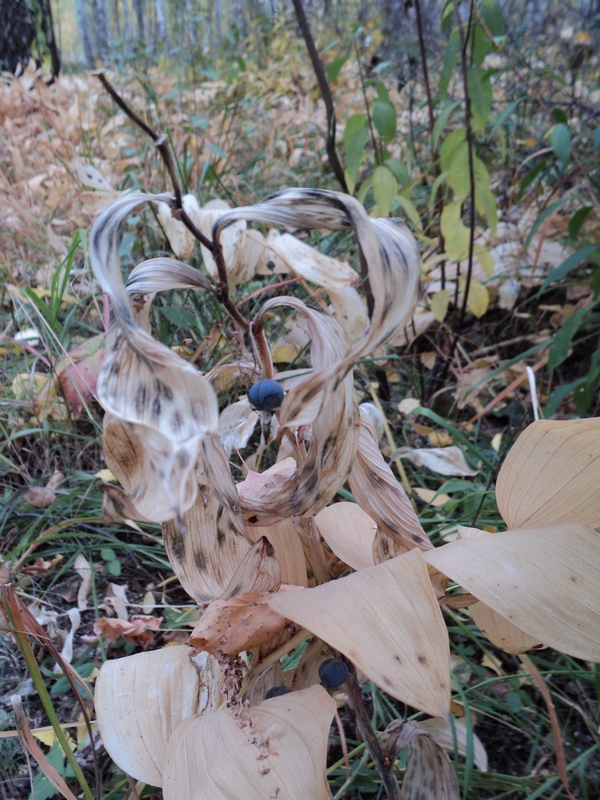 Image of Polygonatum odoratum specimen.