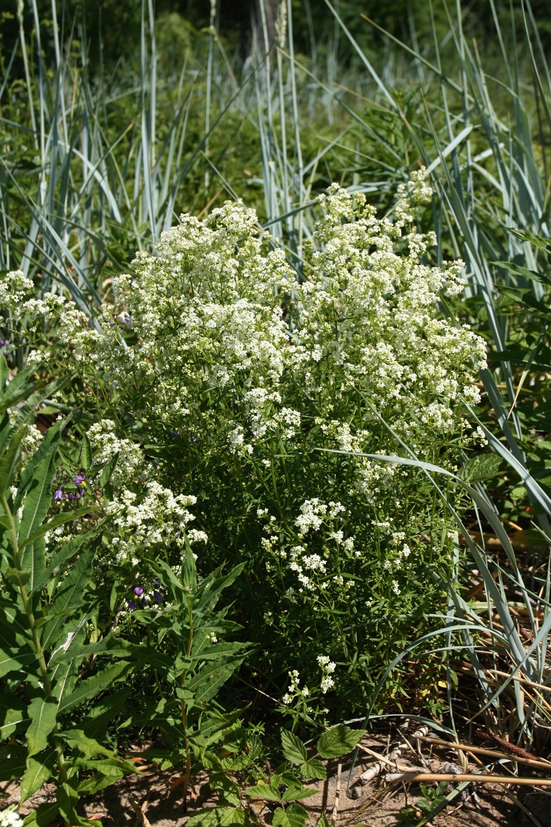 Image of Galium boreale specimen.