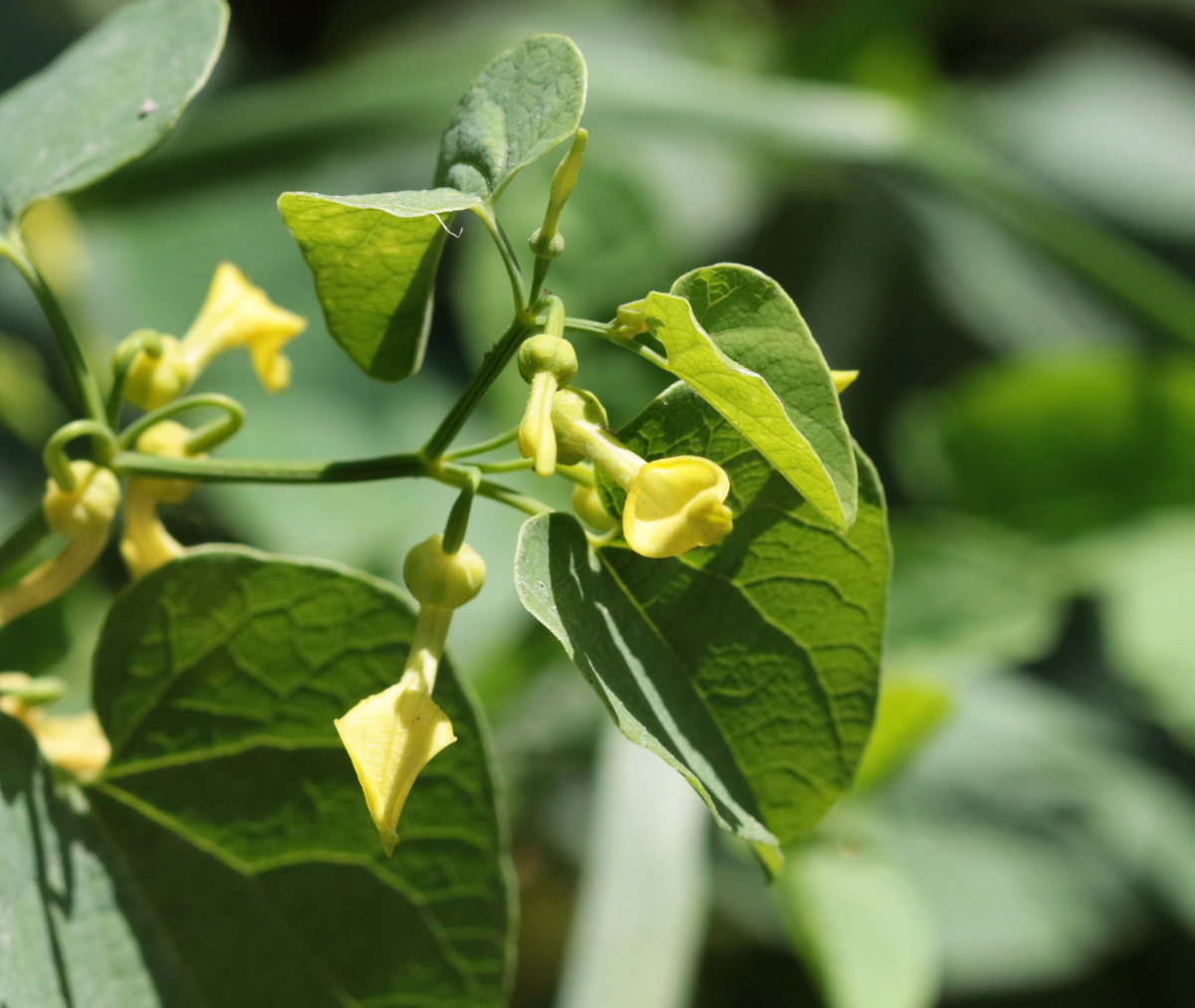 Изображение особи Aristolochia clematitis.