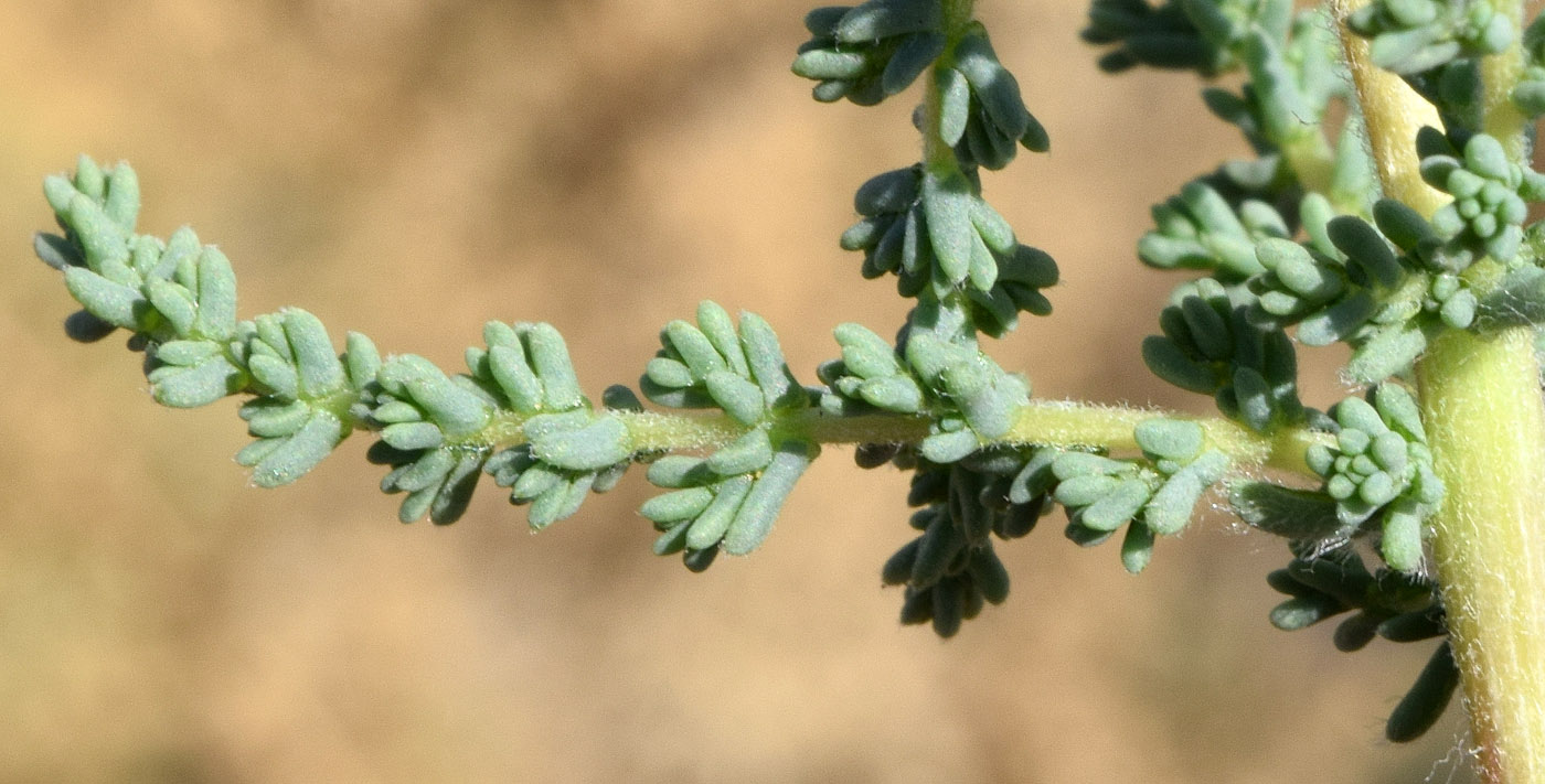 Image of Salsola dendroides specimen.