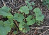 Cucurbita maxima