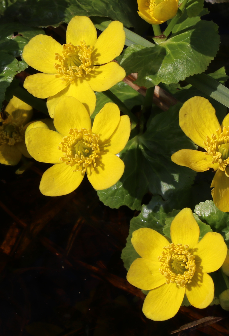 Image of Caltha palustris specimen.