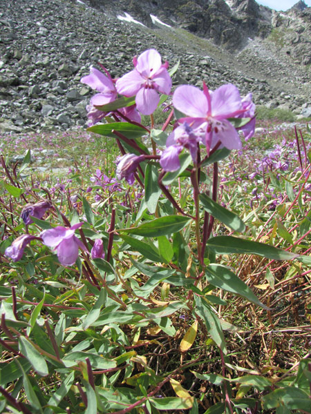 Image of Chamaenerion latifolium specimen.