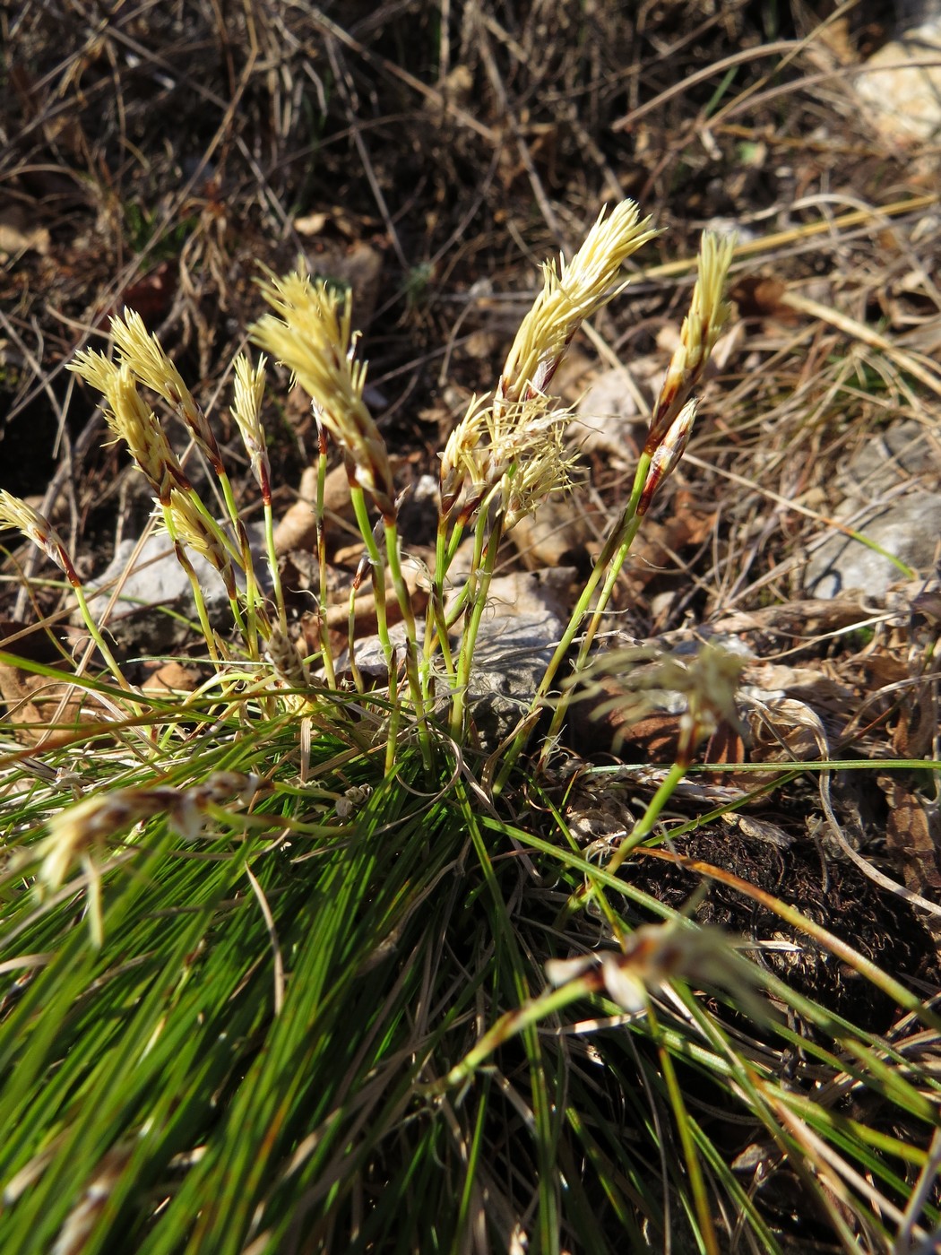 Image of Carex humilis specimen.