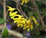 род Forsythia